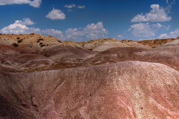 Petrified Forest