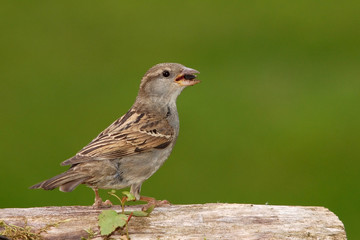 House Sparrow Female With Seed