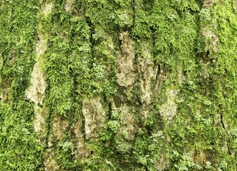 Oak bark with green moss in deep forest