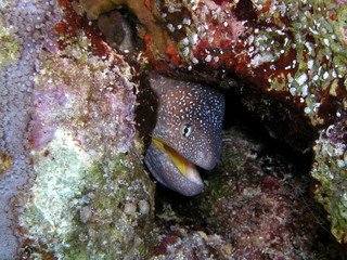 Murène