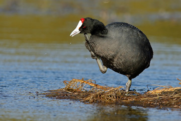 Redknobbed coot