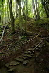 Deurstickers stairs in a gorge © Tomasz Plawski
