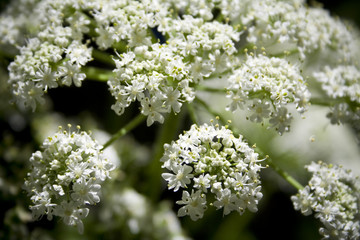 Queen Anne's Lace