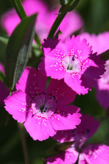 oeillet a delta - dianthus deltoide