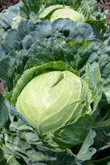 Obraz premium cabbage on vegetable garden