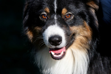 portrait de berger australien