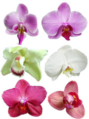 orchid flowers on white background
