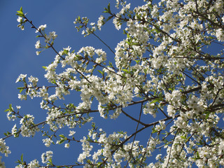 Florets of an apricot