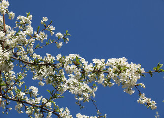 Florets of an apricot