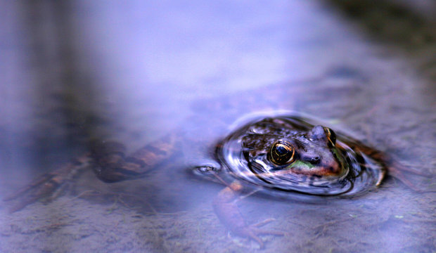 grenouille