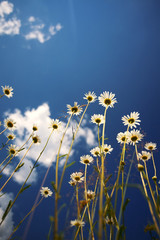 chamomile summer sky