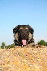 cucciolo pastore tedesco su balla di fieno