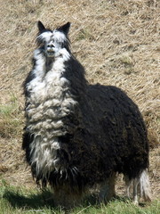 lama