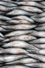 Obraz premium Pesce #5