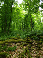 Wald