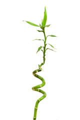 Bamboo branch isolated on the white background