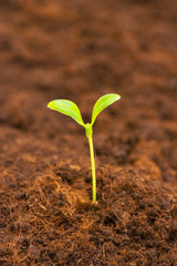 Green seedling growing out of the soil