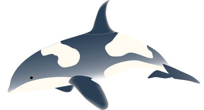vector - sea fish  predator (orcinus orca)