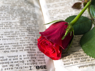 Red rose at the old open book