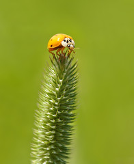 ladybug on foxtail
