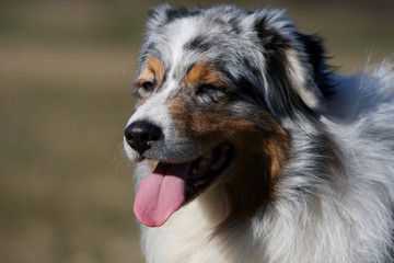 face de berger australien