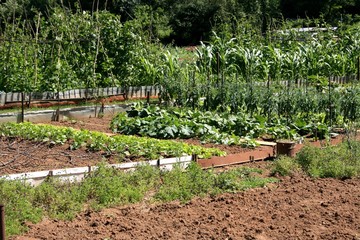 potager