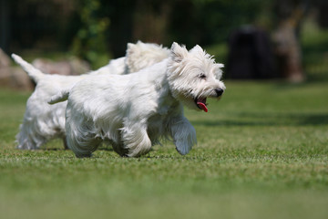 westies qui courent