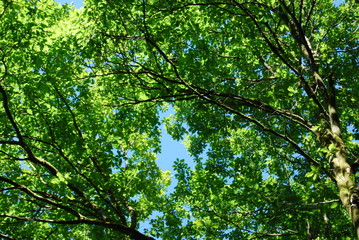 Obraz premium Tree branches abstract