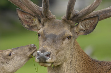 Hirsch mit Kuh