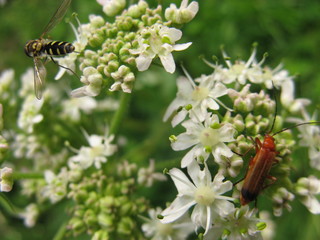 insecte