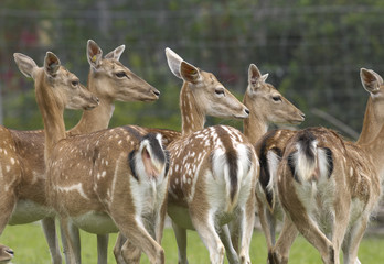 Gruppendynamik