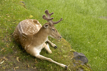Sika Hirsch auf dem Lager