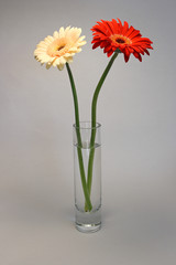 Gerbera