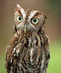 Screech owl front view