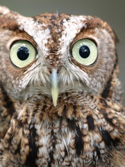 Screech owl close up
