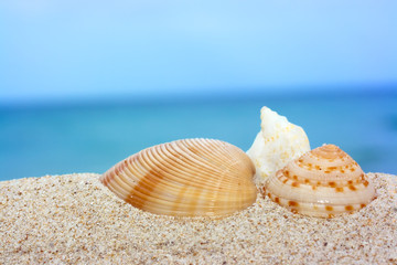 Three seashells