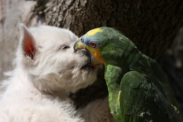 westie et perroquet