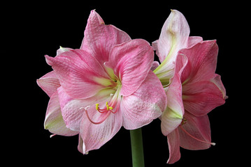 Amaryllis 07