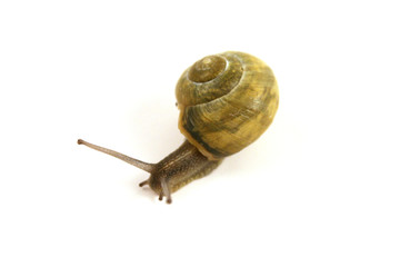 snail