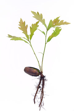 Eiche - oak 20