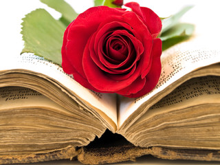 Old open book with the red rose into