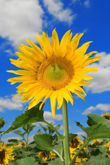 sunflower and bee on the  blue sky background