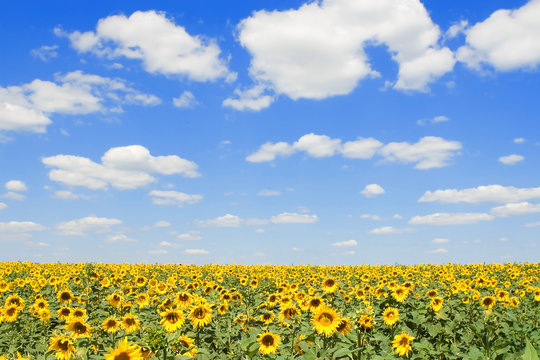 field of sunflowers and blue sky background