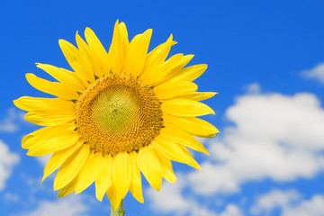 Obraz premium amazing sunflower and blue sky background
