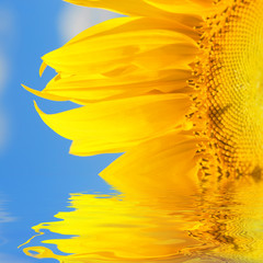 amazing sunflower
