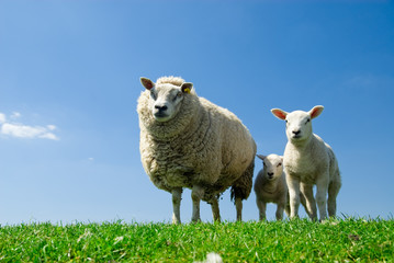 curious lambs an sheep
