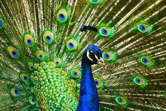 Fototapeta beautiful male indian peacock