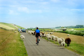 Obraz premium cycling on a road with sheep