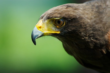 steppe eagle