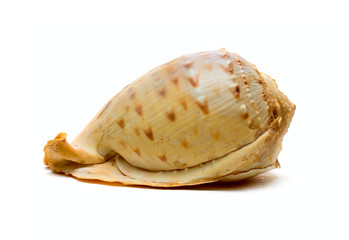 Ocean cockleshell isolated on white